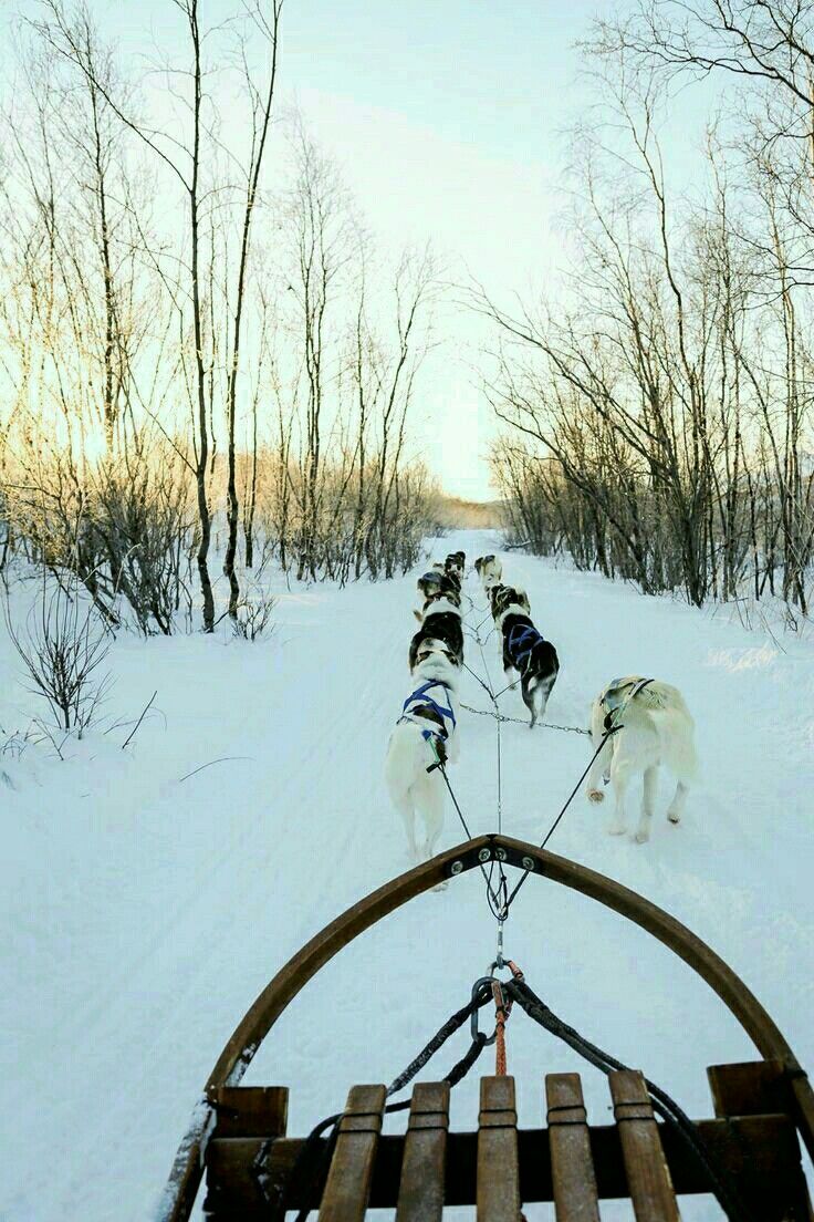 Exploring Abisko National Park with Your Dog: A Tail-Wagging Adventure