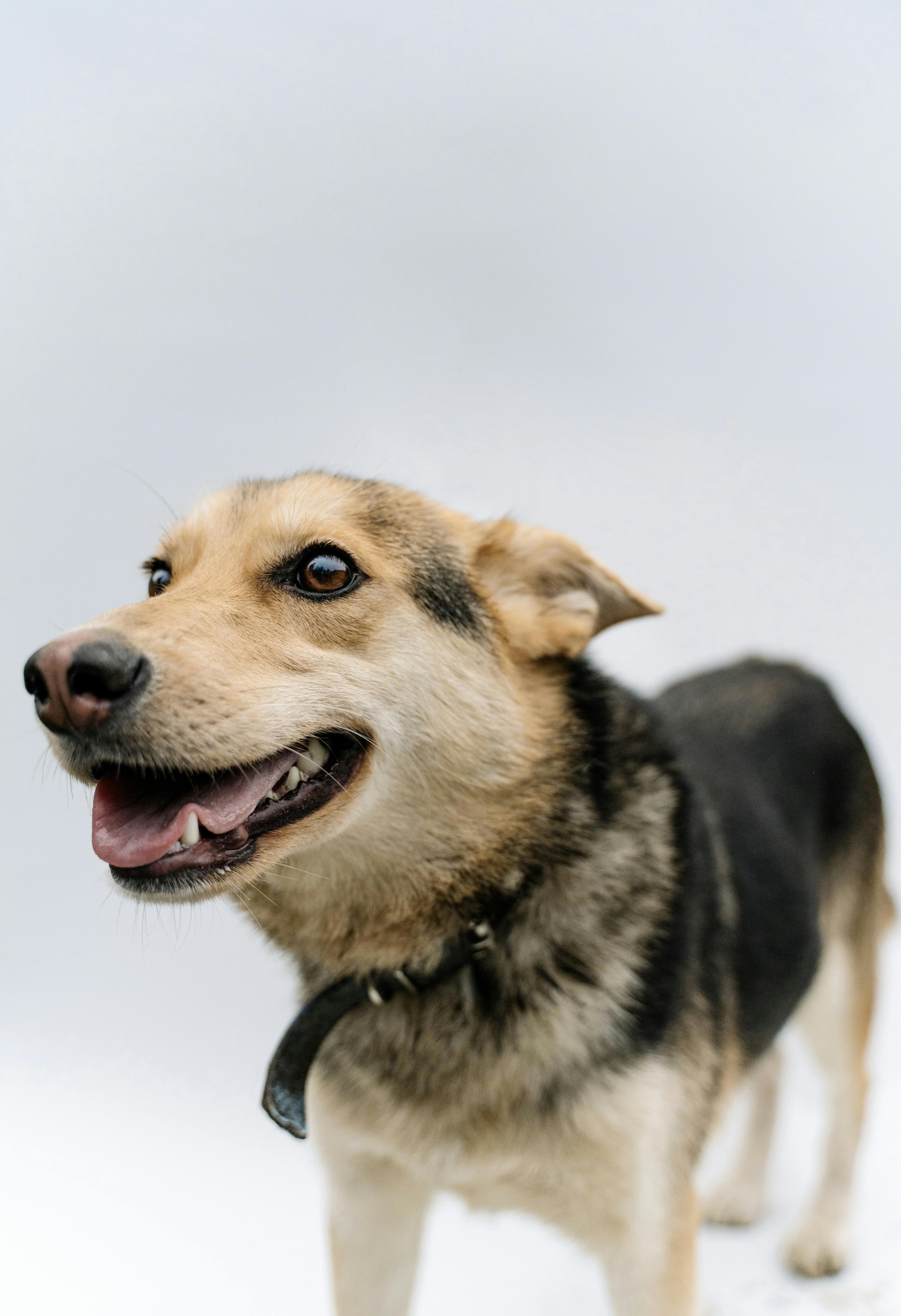 How pH-Balanced Products Protect Your Dog’s Skin