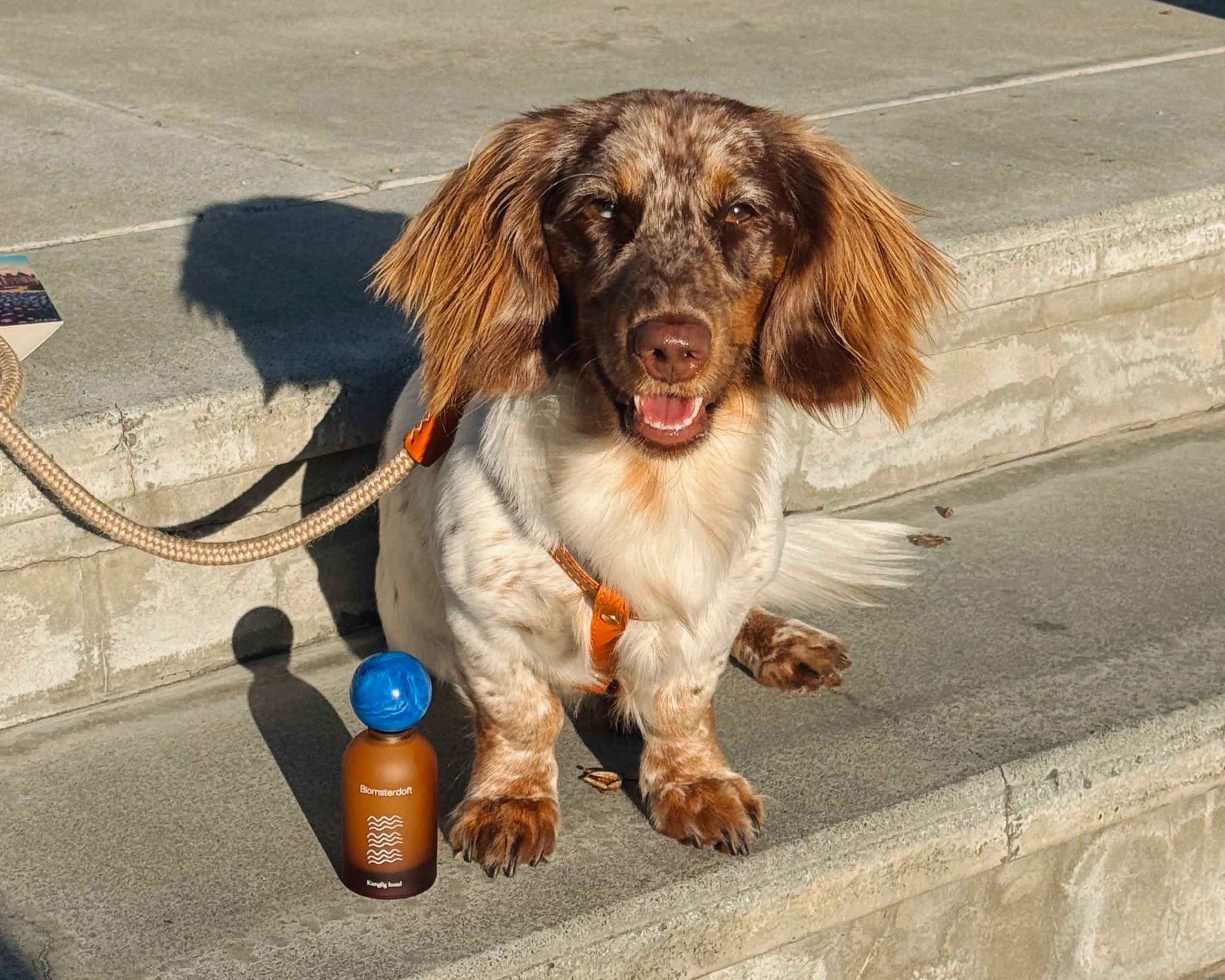 Dog sitting on a concrete step with a leash and water bottle nearby
