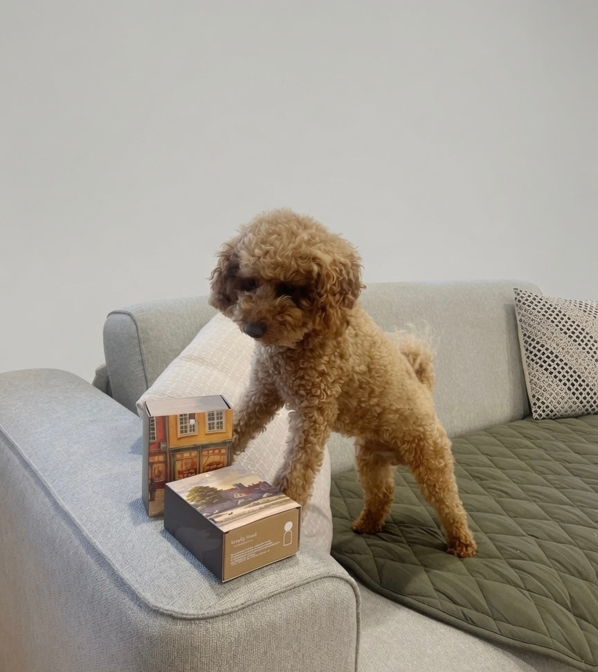 A small brown poodle stands on a gray quilted pet mat on a sofa, reaching toward two product boxes placed on the armrest. The scene is indoors with a light gray wall and neutral decor.